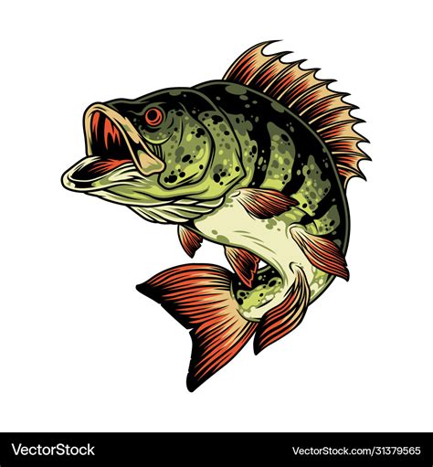703 free bass fish vector art .